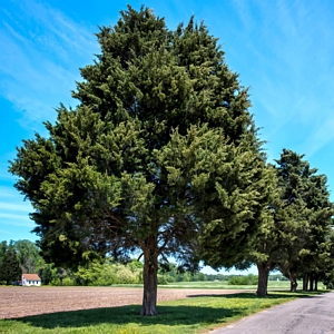 Eastern Red Cedar Tree